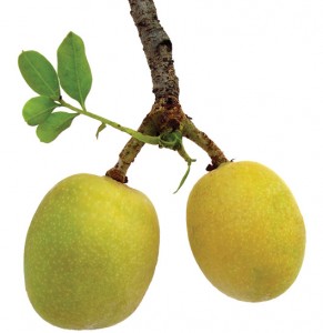 Marulaolje